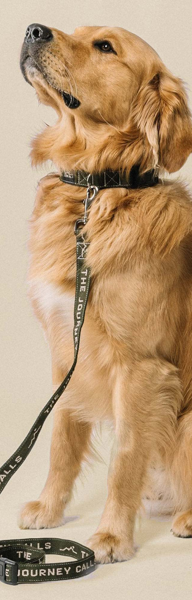 Downward Dog Collar