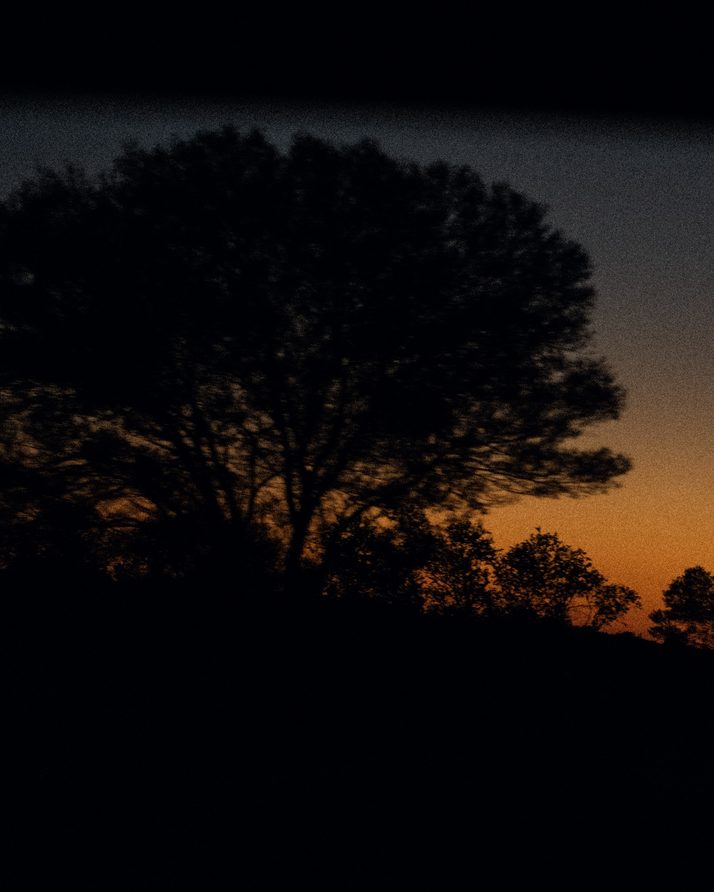 A desert tree silhouetted against the sunset at Kings Canyon