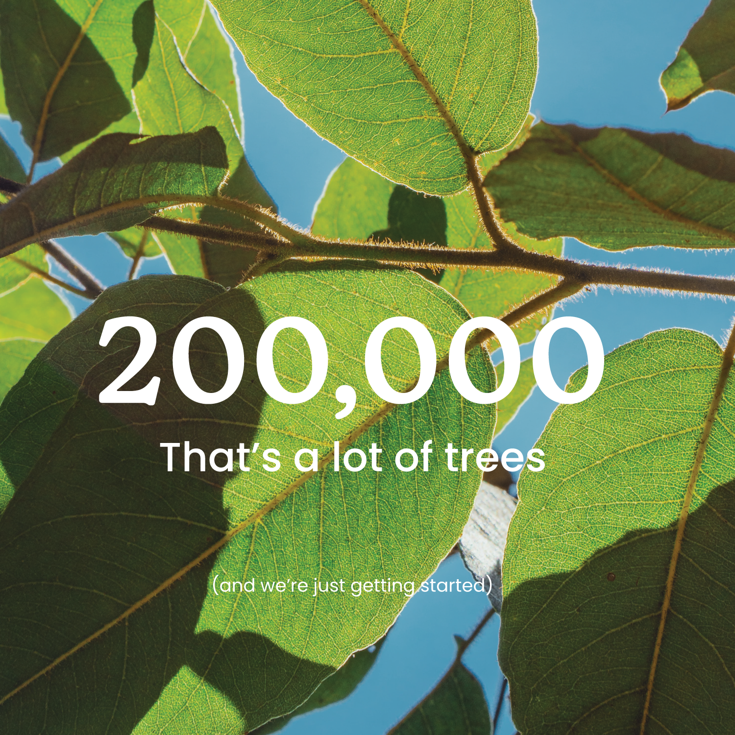 200,000 Trees Planted