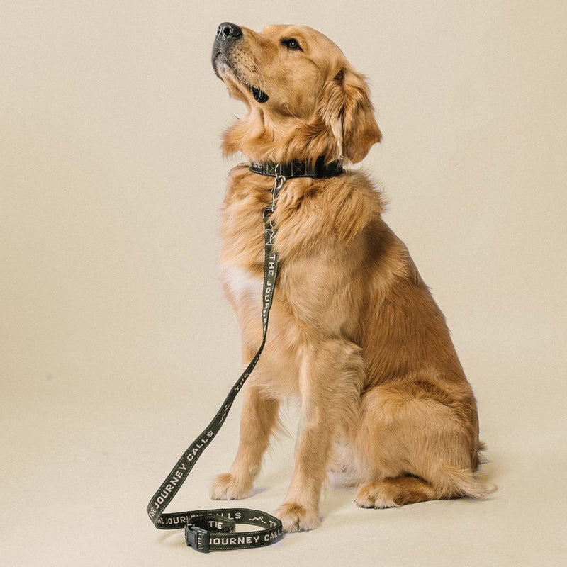 Downward Dog Collar